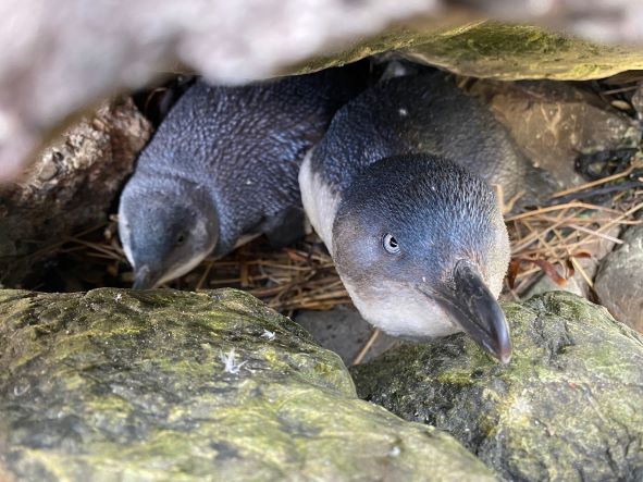 Two little blue penguins