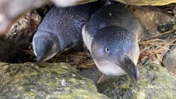 Two little blue penguins