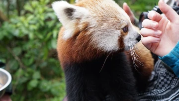 Red panda